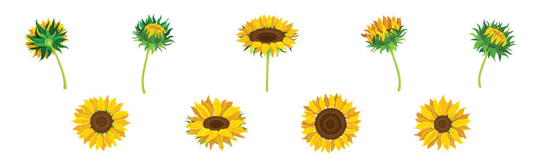 Wall Mural - Sunflower Crop with Large Head with Seeds and Green Stem Vector Set