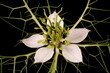 Love-in-a-Mist (Nigella damascena). Single Flower Closeup