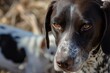 intense gaze of a hunting dog during tracking competition