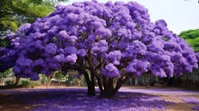 Inthanin, Queen's Flower, Large Tree With Beautiful Purple Flowers And Hard Shell Brown Seeds., Generative Ai