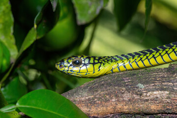 The vibrant colours of a highly venomous adult male boomslang (Dispholidus typus), also known as a tree snake or African tree snake 