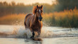 Single wild horse troting through the water