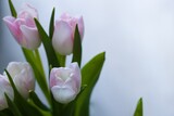 Fototapeta Tulipany - Beautiful, fresh, white-pink tulips in a vase. Photo with shallow depth of field for blurred background.