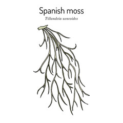 Wall Mural - Spanish moss (Tillandsia usneoides), medicinal plant