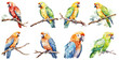 set of watercolor Parrot, Sticker, ornament, illustration, PNG, generated ai
