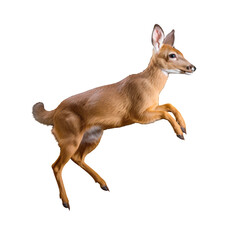 Wall Mural - Chinese water deer jumping and running, isolated on transparent background