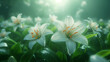 White lilies in a foggy morning