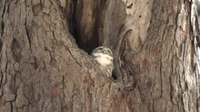 Owl Coming Out From Hole Nest Tree Looking At Camera. Spotted Owlet ( Athene Brama ) Turning Head Around Wondering What Photographer Doing , Close Up View