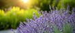 Blooming from May to July, French lavender is an evergreen plant in the Lamiaceae family.