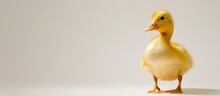 A Small Yellow Duck, A Type Of Bird From The Waterfowl Family, Is Standing On A White Surface, With Its Beak And Tail Visible.