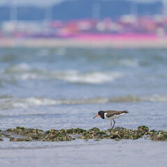 Wall Mural - Eurasian Oystercatcher standing on the beach near water