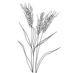 Wall Mural - Elegant line drawing of summer wheat. Illustration for invites and cards