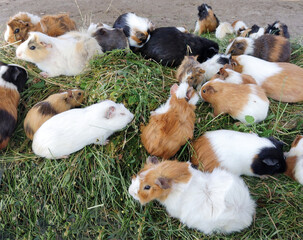 Poster - Group of guinea pigs. A lot of guinea pigs