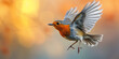 Robin redbreast in dinamic pose flying open wings blurry bokeh background