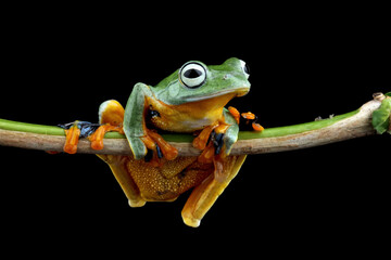 Wall Mural - Javanese tree frog on wood, Gliding frog (Rhacophorus reinwardtii)