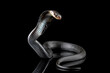 Javanese cobra snake isolated on black background, snake habitat in Java Indonesia, Naja sputatrix