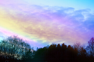 Wall Mural - trees silhouette against a setting sun.red sunset and sunrise.