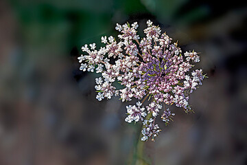 Wall Mural - Close up of  Flower