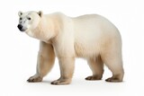 Fototapeta Zwierzęta - Polar bear clipart
