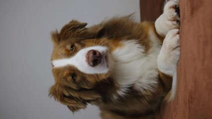 Wall Mural - A brown Australian Shepherd is lying on a blanket at home on the bed and resting. Charming Aussie red tricolor. Vertical 4k footage