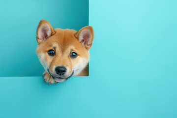 funny and happy shiba inu puppy dog peeking out from behind a blue banner