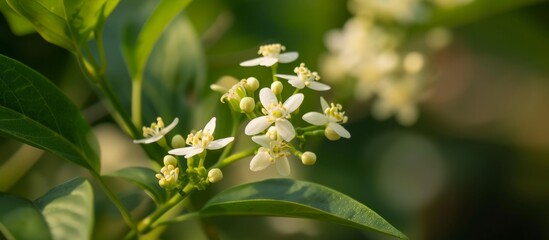 Poster - A close-up of a terrestrial plant with white flowers and green leaves, showcasing its delicate petals in full bloom.