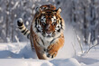 a siberian tiger running in the snow winter