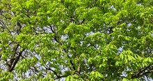 A Flowering Chestnut Tree In The Spring Season, A Spring Park With Chestnuts With Flowers And With The First Green Foliage In Sunny Weather