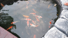 An Artificial Water Pond Object Containing Ornamental Koi Fish With Various Colors