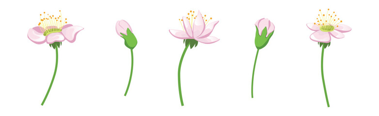 Sticker - Pink Flower Blooming on Green Stem Vector Set