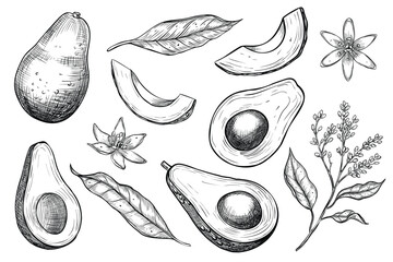 Wall Mural - Avocado vector illustrations. Hand drawn set of drawings in linear style. Sketch of fruits painted by black inks on isolated background in linear style. Monochrome engraving with slices for food label