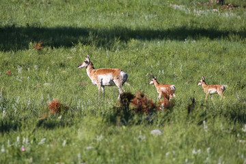 An adult female pronghorn (doe) and two fawns on the prairie of Custer State Park, South Dakota