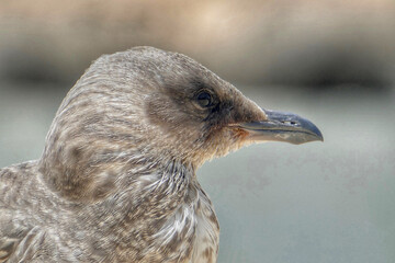 Wall Mural - Portrait of a seagull