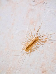 House centipede (Scutigera coleoptrata) kill prey by injecting venom, then eat them half-digested. Bullet predator, moving at speed of half meter per second. Synanthrope. 4 cm specimen from Crimea