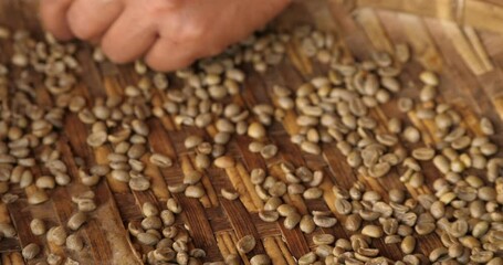 Wall Mural - Raw coffee bean on hand.hand is sorting the coffee beans ,raw green coffee beans