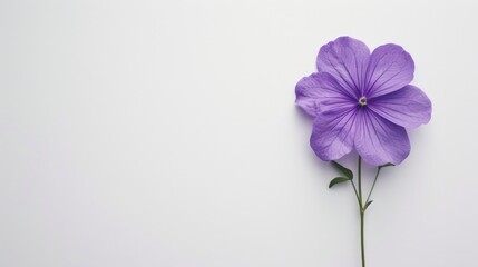 A flat lay arrangement features a purple flower against a white background, offering ample copy space for text or other elements.