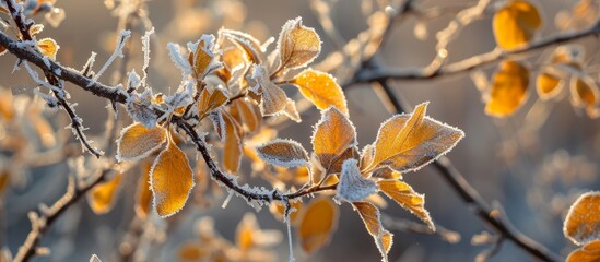 Canvas Print - Icy crystals on withered yellow hedge foliage.