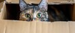 Generous donation concept during move  cardboard boxes stack with cat in empty box at new home