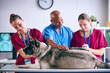 Male And Female Veterinary Team Examining Pet Akita Dog In Surgery