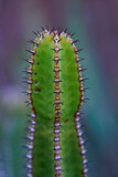 Fototapeta Maki - Kaktus Pflanzenteil Makroaufnahme
