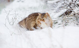 Fototapeta Koty - beautiful cat in winter garden, fluffy cat walking in rural yard on background of white snow, pets on nature