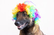 Belgian Malinois shepherd dog dressed as a clown with wig and colorful hat at Carnival
