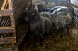 czarne owce z starej zaniedbanej oborze