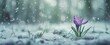 snow and purple crocus flower in late spring Generative AI
