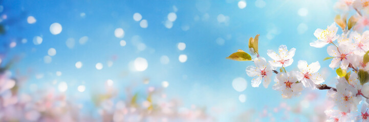 Poster - Spring background with blooming cherry tree branch over blue sky. Copy space