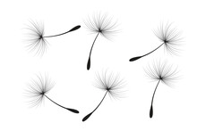 Vector Illustration Of Dandelion Seeds In Black On White Background.