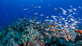 School of rcolorful fish in coral garden against blue background on a dive in Mauritius