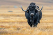 A yak buffalo strides across the vast, open plains