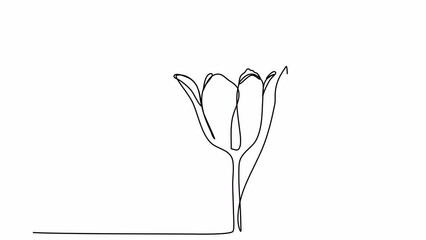 Wall Mural - Flower, one line drawing animation, video clip with alpha channel.