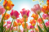 Fototapeta Tulipany - Bright Tulip Blossoms In Tokyos Tachikawa Create Vibrant Spring Scene
